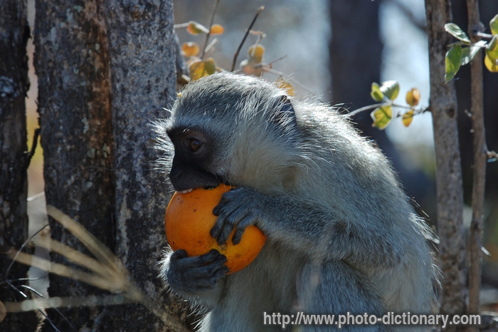 vervet monkey - photo/picture definition - vervet monkey word and phrase image