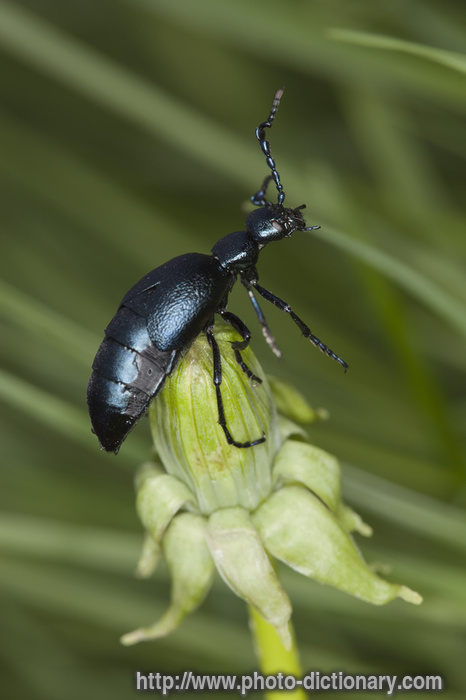 oil beetle - photo/picture definition - oil beetle word and phrase image