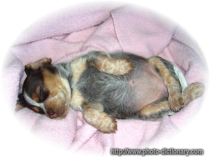 puppy - photo/picture definition - puppy word and phrase image