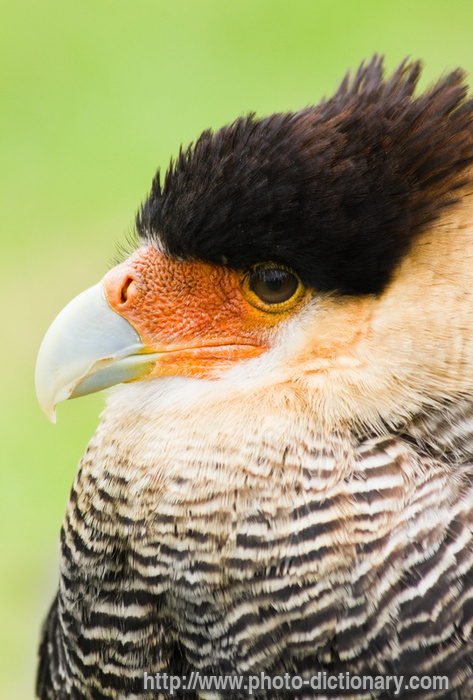 caracara - photo/picture definition - caracara word and phrase image