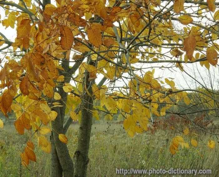 autumn - photo/picture definition - autumn word and phrase image