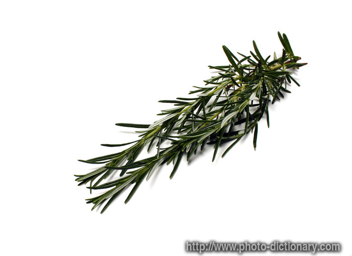 rosemary spring - photo/picture definition - rosemary spring word and phrase image