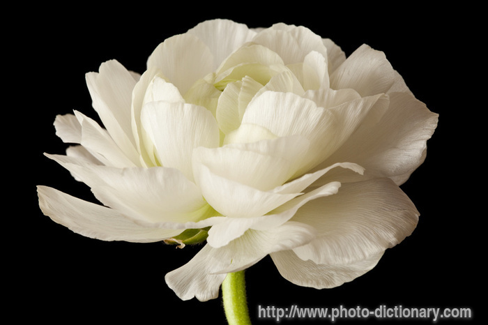 ranunculus - photo/picture definition - ranunculus word and phrase image