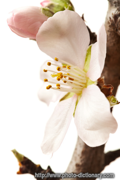 blossoming plum branch - photo/picture definition - blossoming plum branch word and phrase image