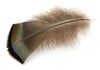 wild turkey feather - photo/picture definition - wild turkey feather word and phrase image