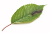 butterfly caterpillar - photo/picture definition - butterfly caterpillar word and phrase image