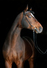 bay horse - photo/picture definition - bay horse word and phrase image
