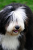 English sheepdog - photo/picture definition - English sheepdog word and phrase image