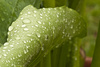 wet leaves - photo/picture definition - wet leaves word and phrase image