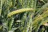 green barley spikes - photo/picture definition - green barley spikes word and phrase image