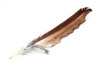 eagle feather - photo/picture definition - eagle feather word and phrase image