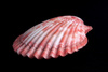 clam shell - photo/picture definition - clam shell word and phrase image