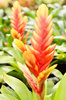 vriesea flower - photo/picture definition - vriesea flower word and phrase image