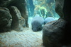 manatee - photo/picture definition - manatee word and phrase image