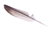 pidgeon feather - photo/picture definition - pidgeon feather word and phrase image
