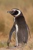 magellan penguin - photo/picture definition - magellan penguin word and phrase image