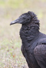 black vulture - photo/picture definition - black vulture word and phrase image
