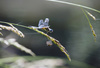 blue dasher - photo/picture definition - blue dasher word and phrase image