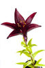 claret lilly - photo/picture definition - claret lilly word and phrase image