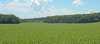soybean field - photo/picture definition - soybean field word and phrase image