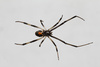 black widow - photo/picture definition - black widow word and phrase image