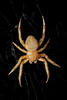 orb weaver - photo/picture definition - orb weaver word and phrase image