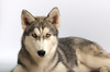 Siberian husky - photo/picture definition - Siberian husky word and phrase image