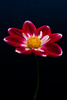 romantic flower - photo/picture definition - romantic flower word and phrase image