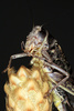 grasshopper - photo/picture definition - grasshopper word and phrase image