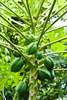 papaya tree - photo/picture definition - papaya tree word and phrase image