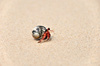 hermit crab - photo/picture definition - hermit crab word and phrase image