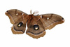 moth - photo/picture definition - moth word and phrase image