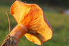 saffron milk cap - photo/picture definition - saffron milk cap word and phrase image