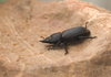 dorcus - photo/picture definition - dorcus word and phrase image