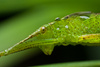katydid - photo/picture definition - katydid word and phrase image