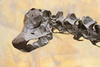 diplodocus skull - photo/picture definition - diplodocus skull word and phrase image