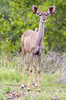 kudu - photo/picture definition - kudu word and phrase image