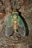 cicada - photo/picture definition - cicada word and phrase image