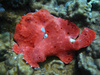 red frog fish - photo/picture definition - red frog fish word and phrase image