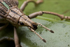 weevil - photo/picture definition - weevil word and phrase image