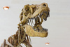 tyrannosaurus skull - photo/picture definition - tyrannosaurus skull word and phrase image