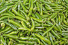 green chilli pepper - photo/picture definition - green chilli pepper word and phrase image