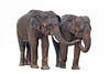 Asian elephants - photo/picture definition - Asian elephants word and phrase image