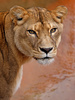 lioness - photo/picture definition - lioness word and phrase image