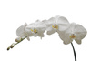 white orchid - photo/picture definition - white orchid word and phrase image