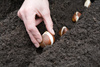planting - photo/picture definition - planting word and phrase image