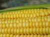 corn - photo/picture definition - corn word and phrase image