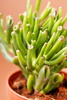 crassula plant - photo/picture definition - crassula plant word and phrase image