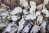 cattle skulls - photo/picture definition - cattle skulls word and phrase image