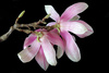 magnolia blossom - photo/picture definition - magnolia blossom word and phrase image